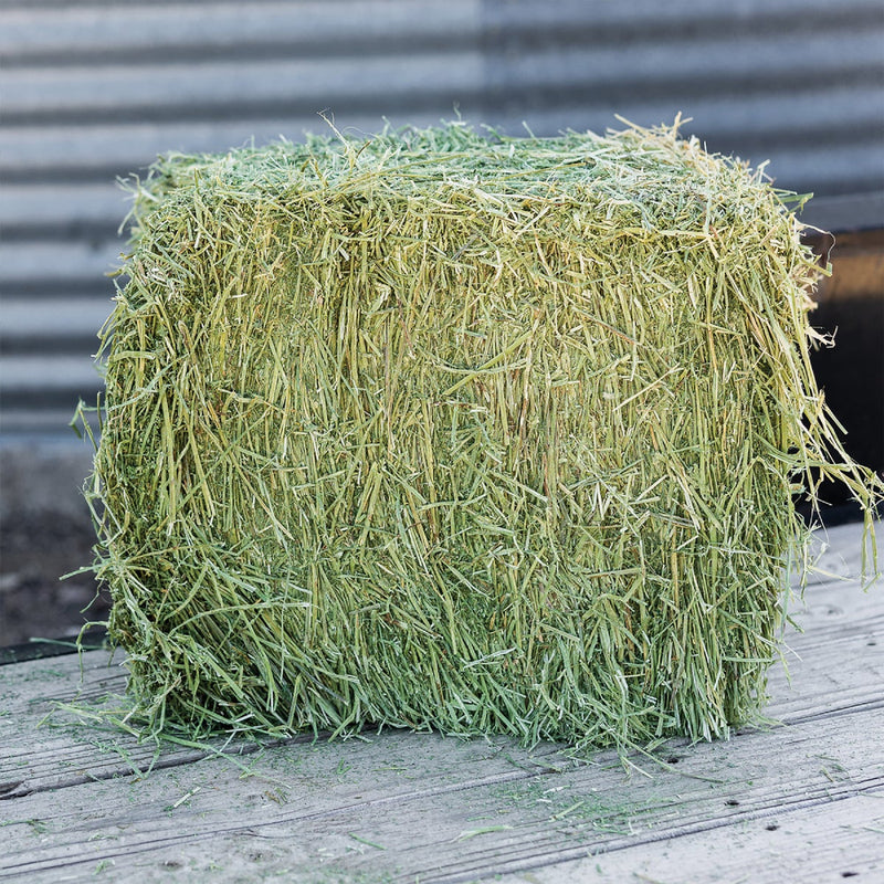 Standlee Premium Western Forage 50 Lb. Premium Alfalfa Grab & Go Compressed Bale