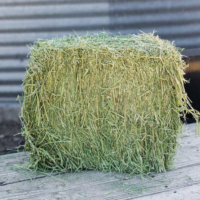 Standlee Premium Western Forage 50 Lb. Premium Timothy Grab & Go Compressed Bale