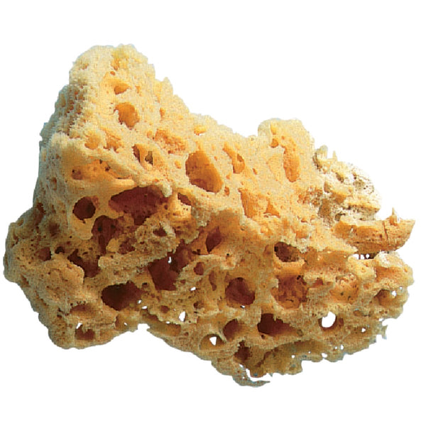 Trimaco SuperTuff 5 to 6 In. Natural Grass Sea Sponge