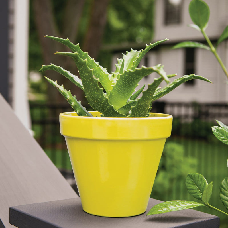 Krylon ColorMaxx 12 Oz. Gloss Spray Paint, Sun Yellow